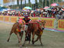 Man racing bulls down track during Karapan Sapi.