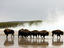 Bison, USA