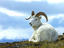 Image_22987-21