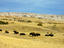 Bison, Badlands National Park