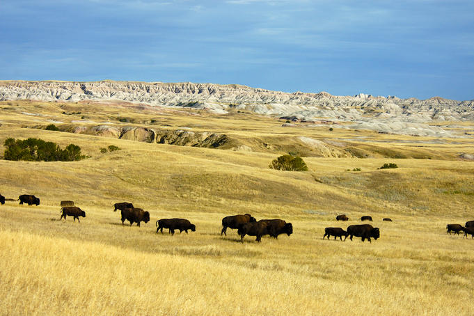 Bison.