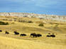 Bison.