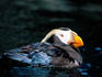 Tufted puffin (Lunda cirrhata) on water.