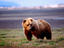 Grizzly bear (Ursus arctos).