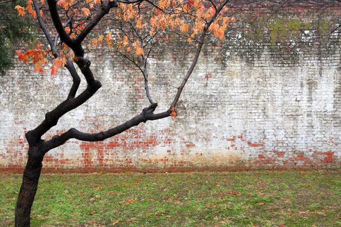 Tree and wall at Seodaemun Prison, north of river.