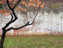 Tree and wall at Seodaemun Prison, north of river.