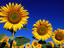 Detail of sunflowers.