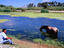 Farmer watering his horse, Estero San Jose.