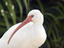 White Ibis, Florida