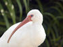 One of Florida's goodlooking locals: White Ibis (Eudocimus albus)