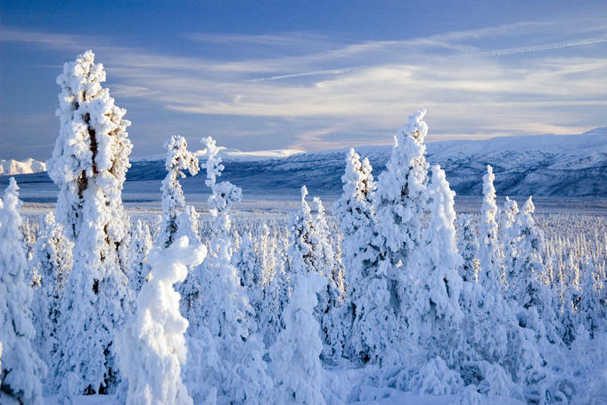 Frozen spruce forest, Chugach Mountains.