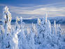 Frozen spruce forest, Chugach Mountains.