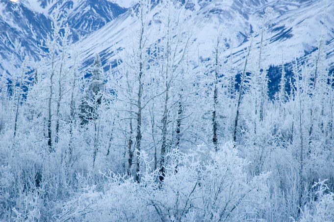 Forest in snow.