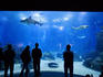 Visitors observe glass-walled panorama of aquatic life, seven-million-litre aquarium in Parque das Nacoes, built for Expo 98.