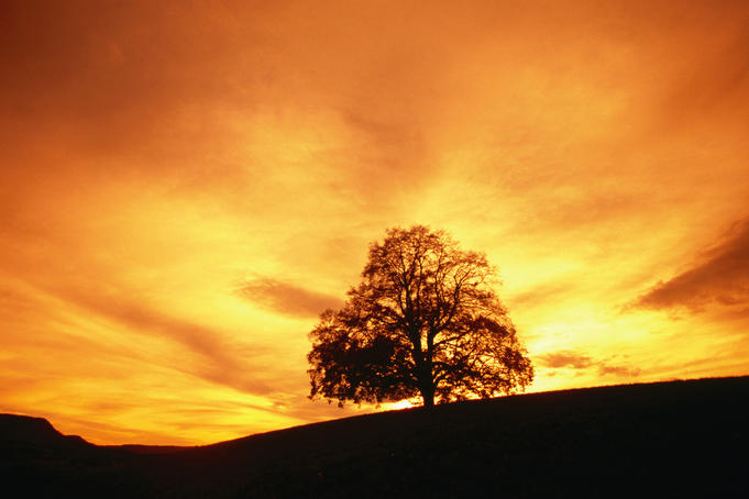 Linden tree near "Hechingen".