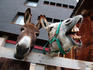 Two donkeys (Equus asinus asinus) outside barn begging for food.
