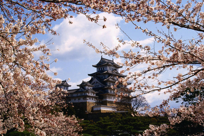 Himeji-jo Castle and cherry blossom.