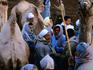 Men at camel market, Nile Valley, near Cairo.