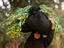 Woman carrying fodder, Bank, Nile River