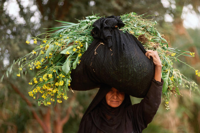 Woman carrying fodder for cattle, West Bank, Nile River.