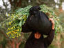 Woman carrying fodder for cattle, West Bank, Nile River.