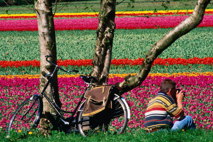 Cyclist taking photo of tulip field.