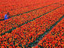 Woman taking picture of tulip fields.