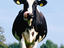 Cow, The Netherlands
