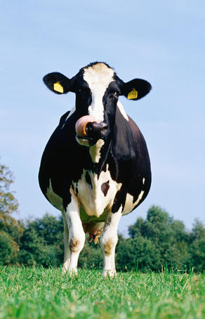 Cow with protruding tongue.