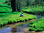 Bank of stream,The Netherlands