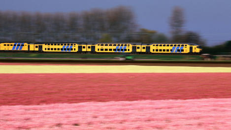 Hyacinth fields with train in background, Lisse, Zuid Holland, Netherlands