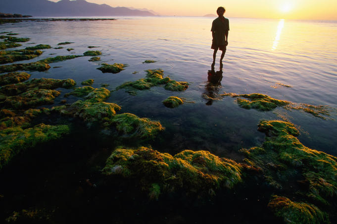 Harvesting seaweed beds of Vietnam's south central coast.