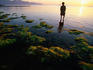 Harvesting seaweed beds of Vietnam's south central coast.