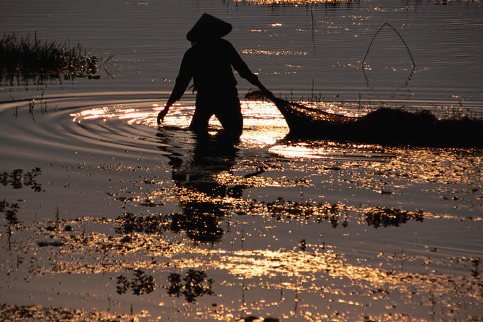 Woman gathers edible water plants at dusk.