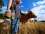 Grandmother herds her cattle home for evening.