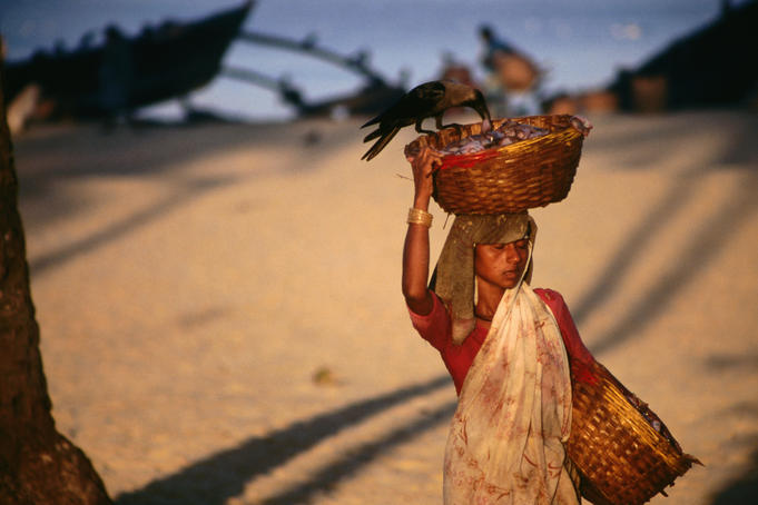 Another Colva beach labourer hauls basket of fresh marine produce