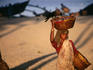 Another Colva beach labourer hauls basket of fresh marine produce