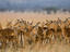Impala herd, Grumeti