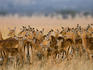 Impala herd, Grumeti.