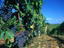 Image_2320-2