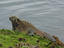 Marine Iguana, South America