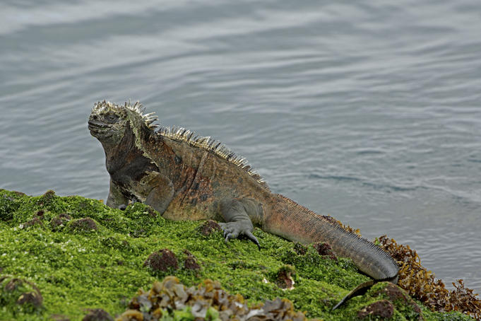 Marine Iguana (Amblyrhynchus cristatus) feeding on low tide exposed sea grass, Puerto Egas.