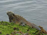 Marine Iguana (Amblyrhynchus cristatus) feeding on low tide exposed sea grass, Puerto Egas.