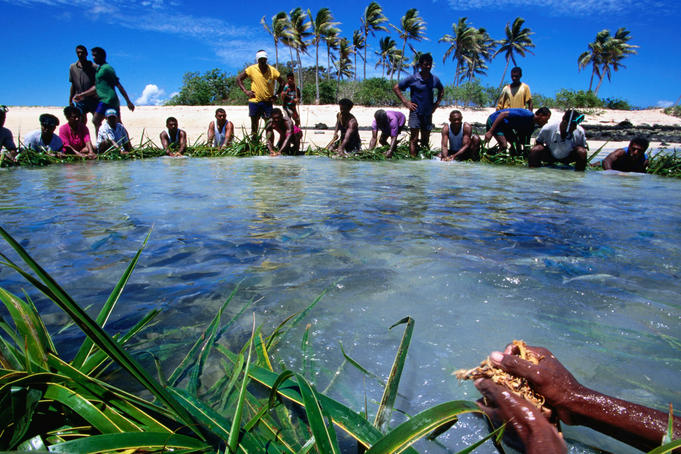Coconut leaf fishing.