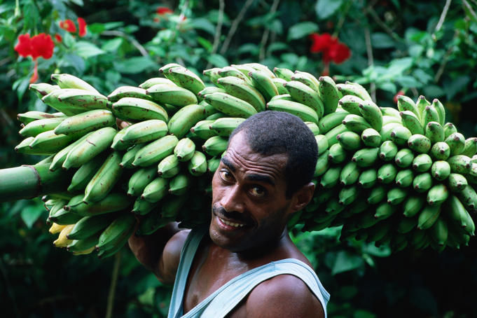 Man carrying a bunch of bananas.