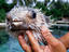 Mahaea Motu fish farm, Tahiti & French Polynesia