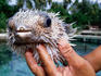 Holding a blowfish, Mahaea Motu fish farm.