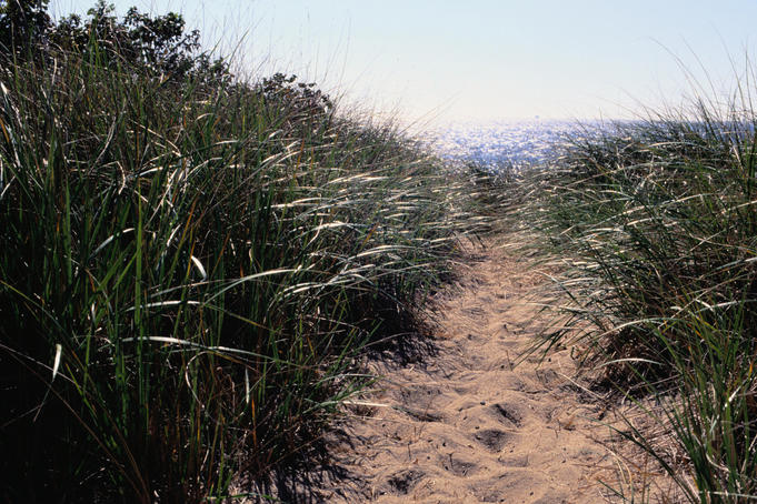 Cape Cod National Seashore: Path over the dunes leads to the beach - Cape Cod, Massachusetts