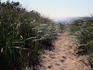 Cape Cod National Seashore: Path over the dunes leads to the beach - Cape Cod, Massachusetts