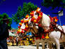 Feria de Abril (April Fair) pair of horses decorated with colourful headgear.
